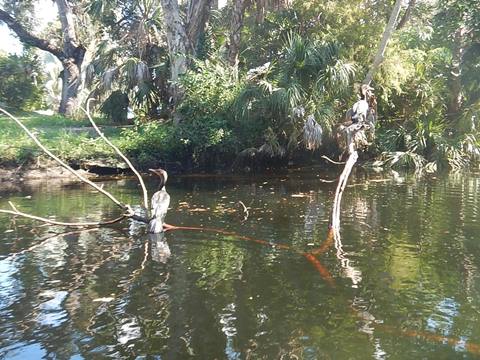 paddling Imperial River, Great Calusa Blueway, kayak, canoe