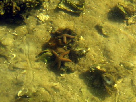 paddling sanibel Island, Ding Darling, Wildlife