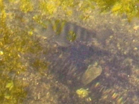 paddling sanibel Island, Ding Darling, Wildlife