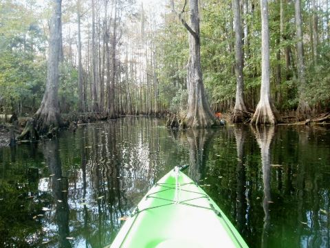 paddling Shingle Creek, Steffee Landing through cypress swamp