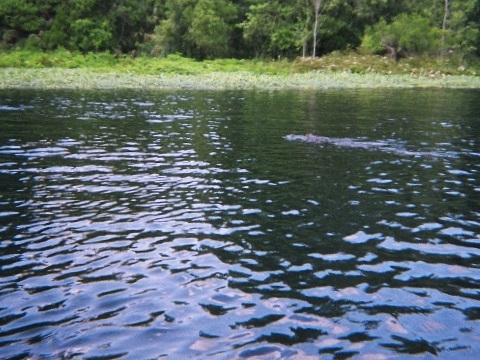 paddling Wekiva River