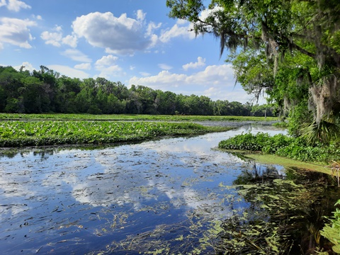 paddling Wekiva River, Wilson's Landing