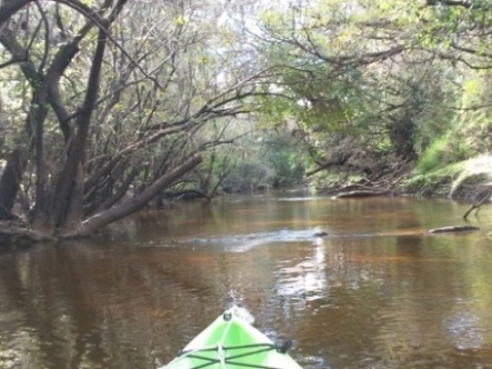 paddling Little Manatee River, kayak, canoe