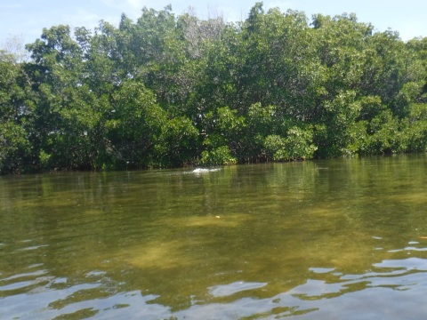 Paddle Weedon Island
