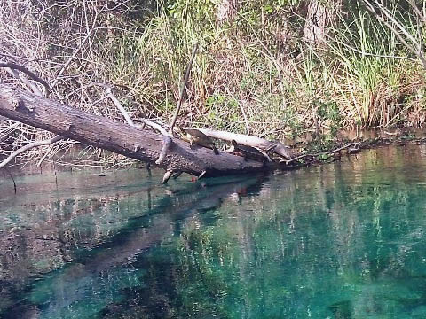 Paddle Weeki Wachee River