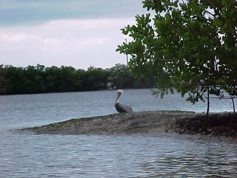 paddling Everglades, Halfway Creek, kayak, canoe