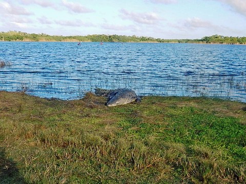 paddling Everglades, Nine Mile Pone, kayak, canoe