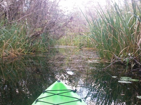 paddling Turner River, kayak, canoe
