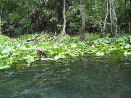 paddling Ocklawaha River, kayak, canoe