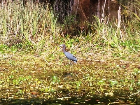 North Florida, Salt Springs Run