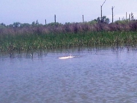 paddling on Apalachicola Bay