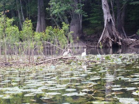 Paddling Holmes Creek, Panhandle