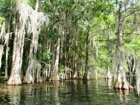 Paddle Florida Panhandle, Merritt's Mill Pond - Kayak, Canoe