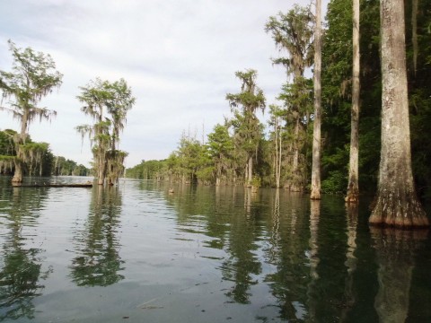 Paddle Florida Panhandle, Merritt's Mill Pond - Kayak, Canoe
