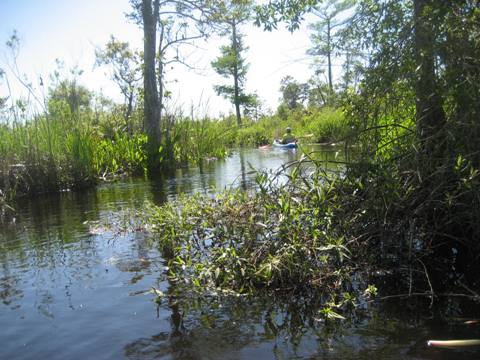 Ochlockonee River, FL Panhandle paddling
