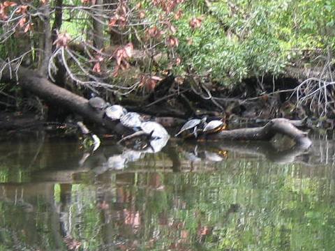 Wakulla River, FL Panhandle paddling