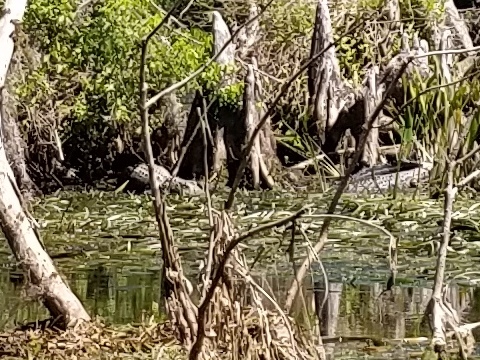 Wakulla River, FL Panhandle paddling