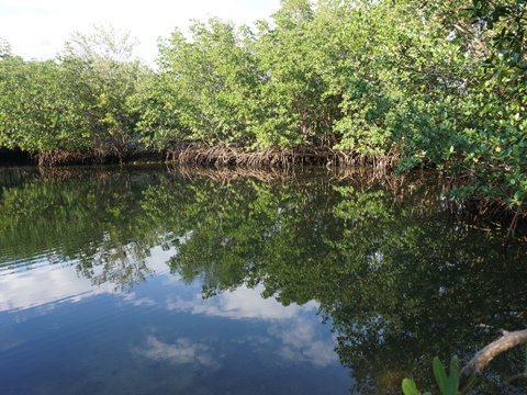paddle Oleta River, south Florida